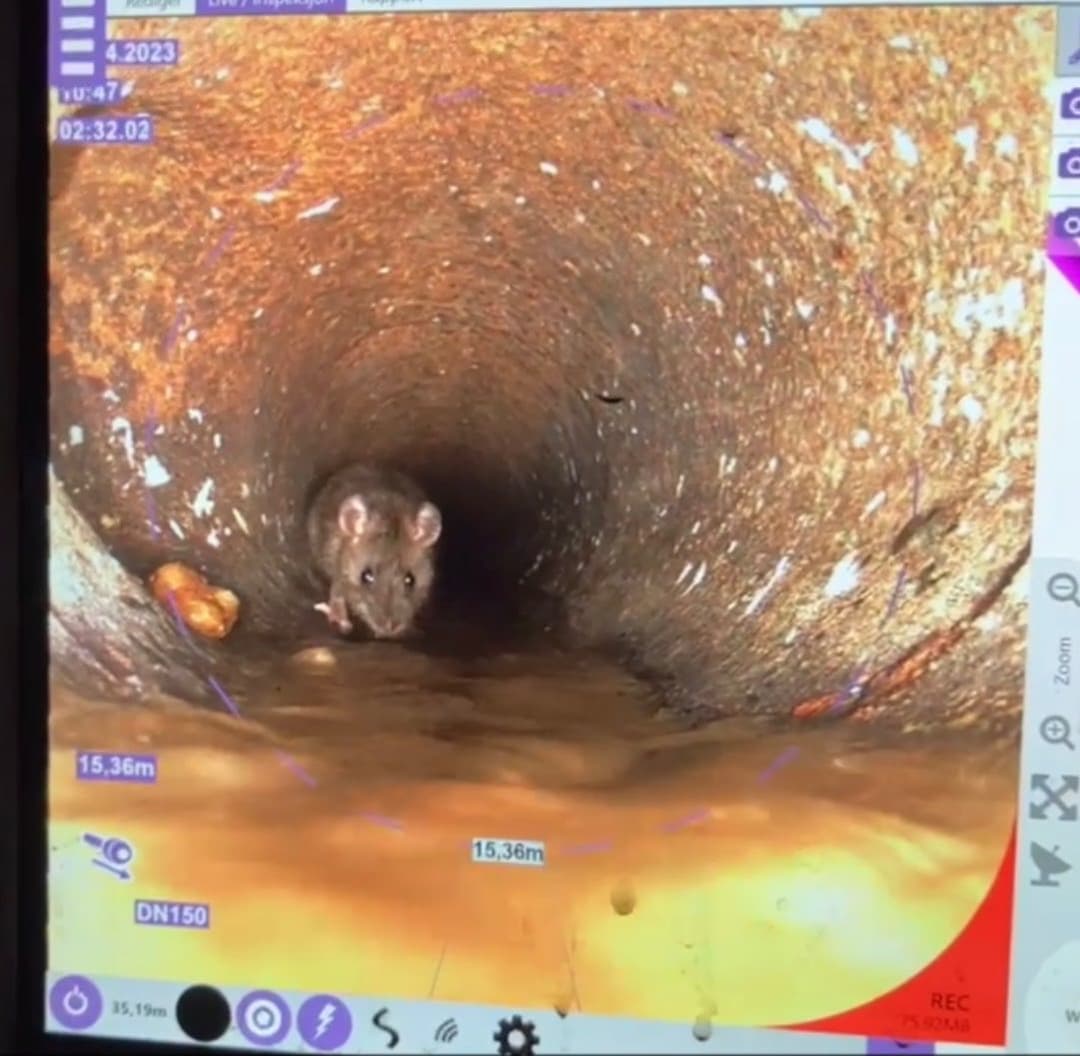 Bilde fra rørinspeksjon som viser rotte i avløpsrør